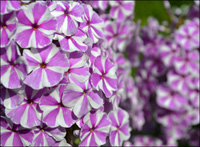 Phlox Stauden in Wangen im Allgu