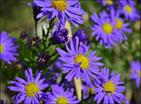 Aster Stauden in Bad Wurzach