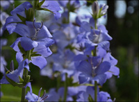 Glockenblume Stauden in Lindau am Bodensee 