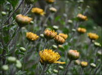 Chrysantheme Stauden in Leutkirch