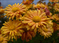 Chrysantheme Stauden in Ravensburg