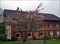 Japanische Zierkirsche in Leutkirch