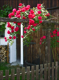 Landschaftsarchitekt Kletterrose in Lindenberg