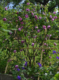 Landschaftsarchitekt Kletterrose in Weingarten