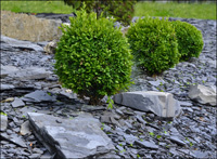 Buchs Gartenplanung in Wangen im Allgu