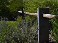 Lavendel und Basalt Gartenplanung in Kempten