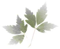 Acer griseum