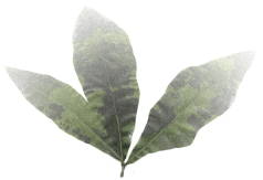 Quercus laurifolia